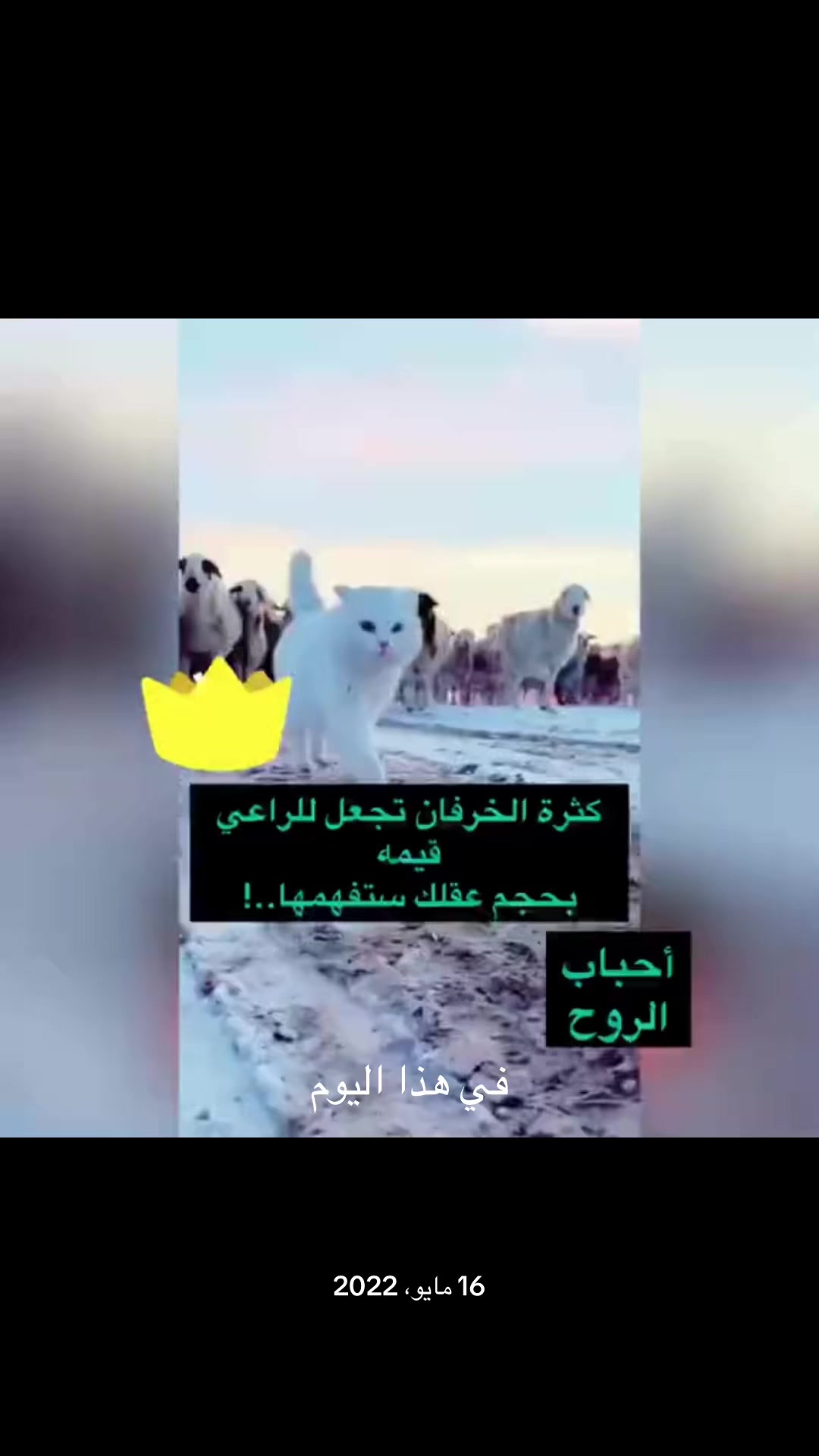 @Ali Al-Sarkhi
