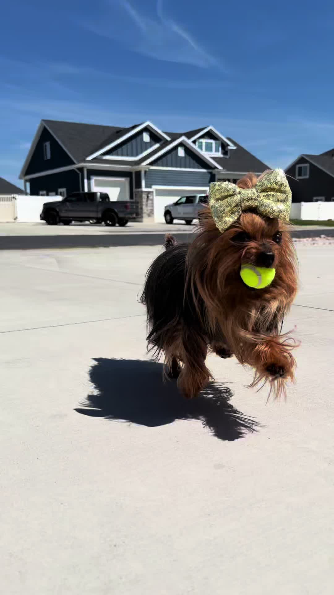 @The Utah Yorkies