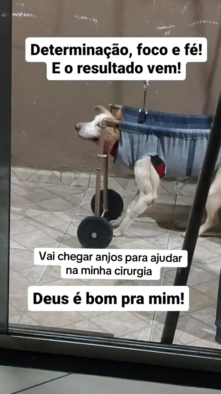 @Ajude a Lola