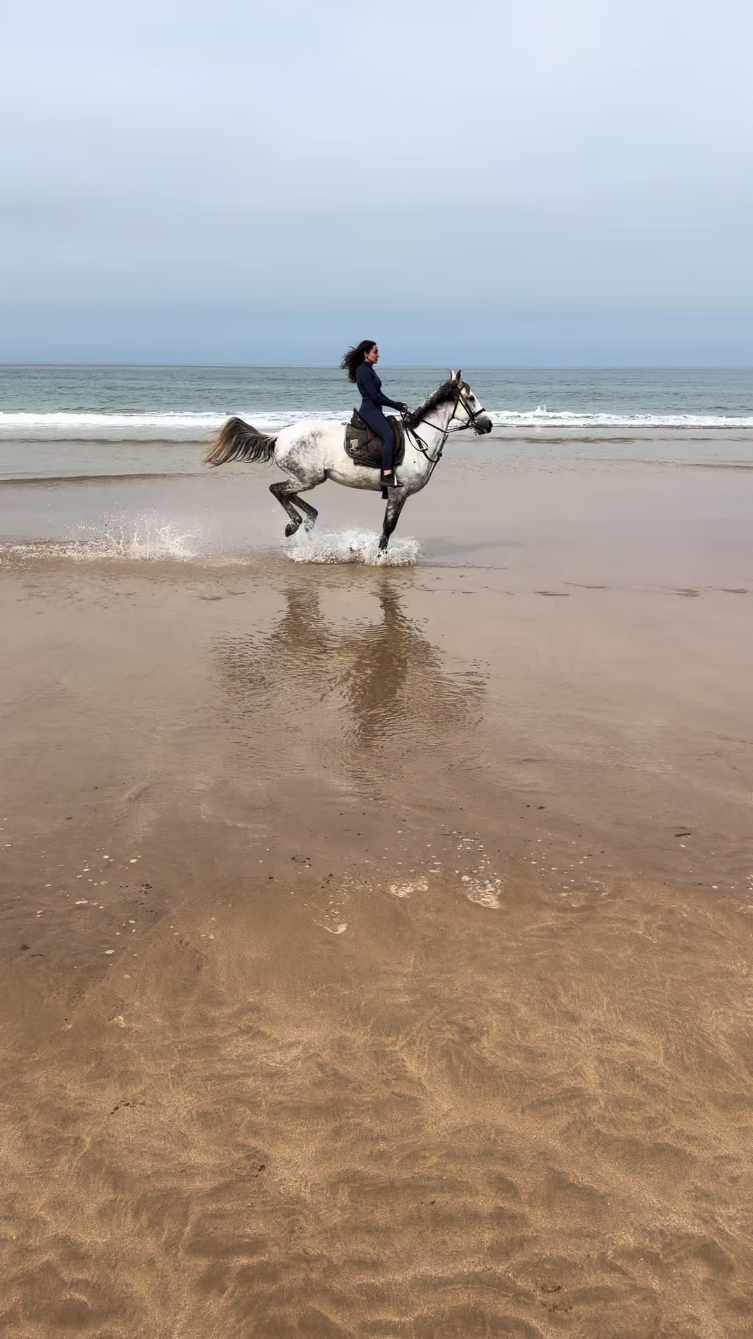 @Cheval_agadir