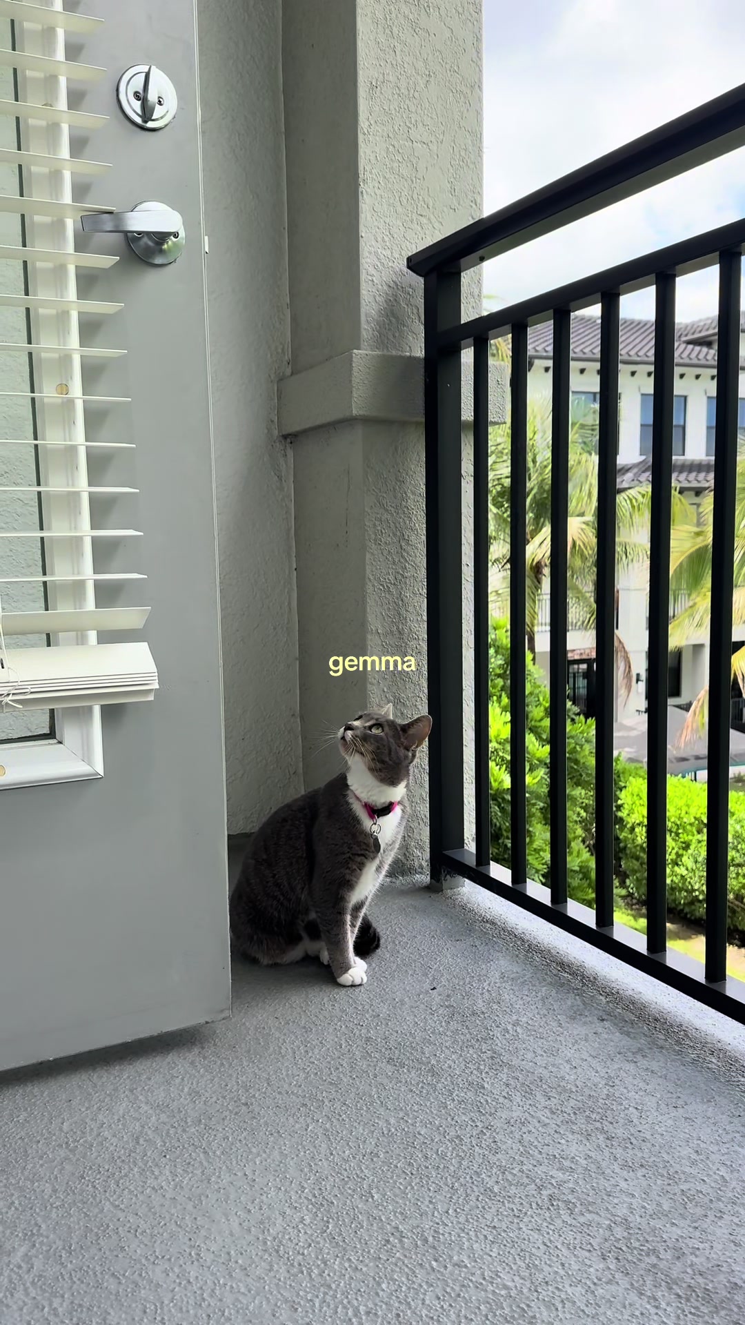 @liuba