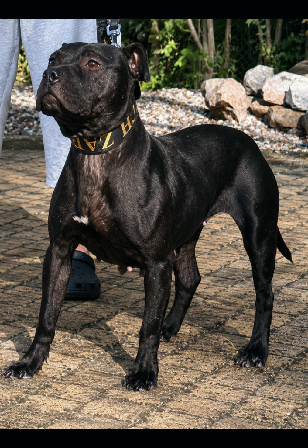 @Black&Yellow Kennel
