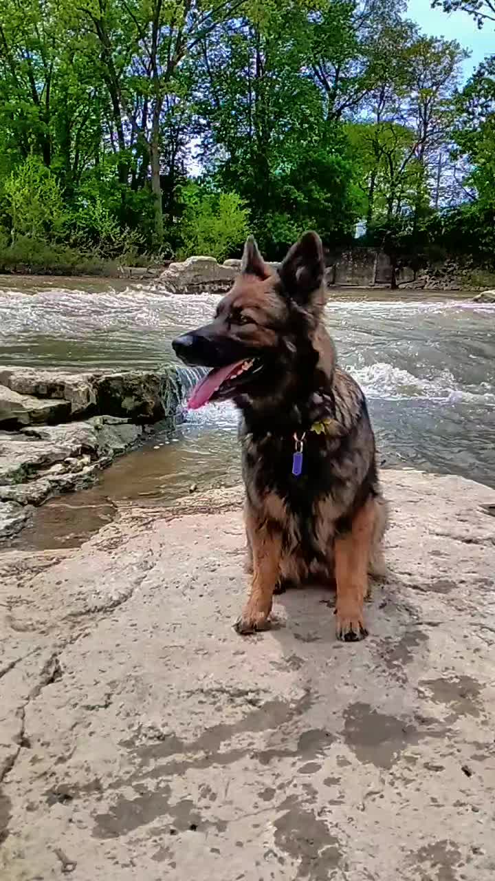 @crazy_dog_person