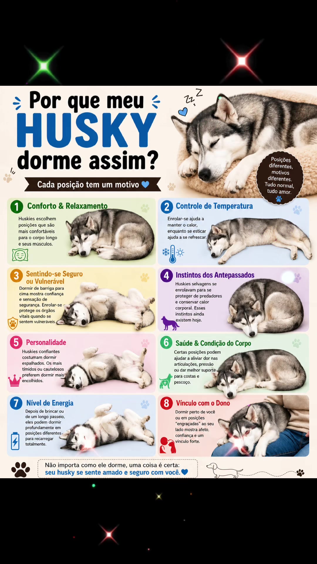 @Brazilian Pomsky