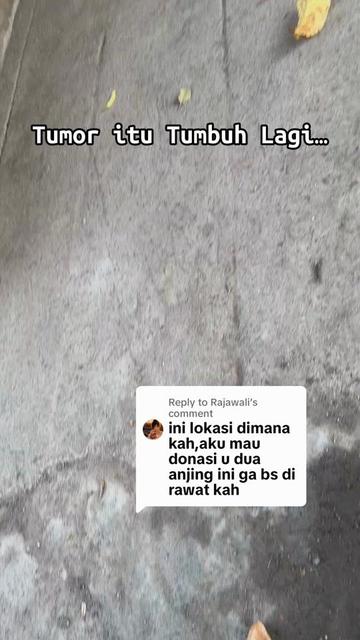 @kibbo