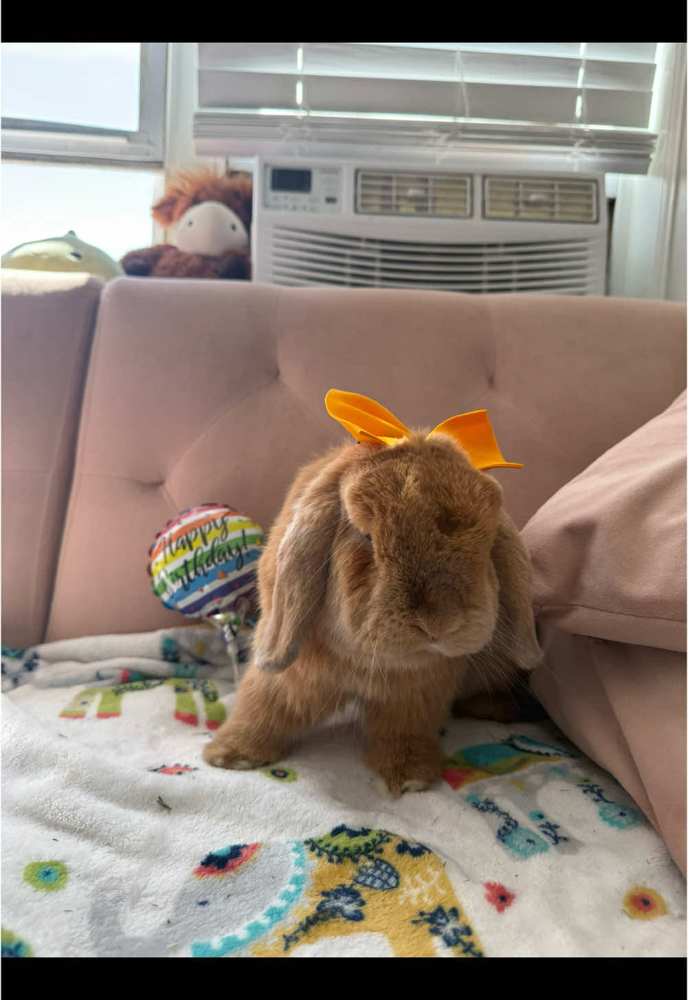 @Otis the Bunny