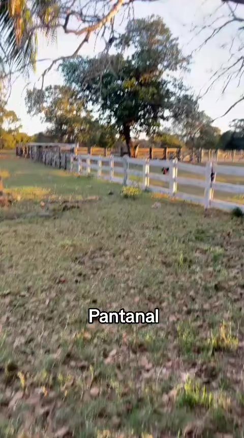@IRA&Iacute; ANTUNES