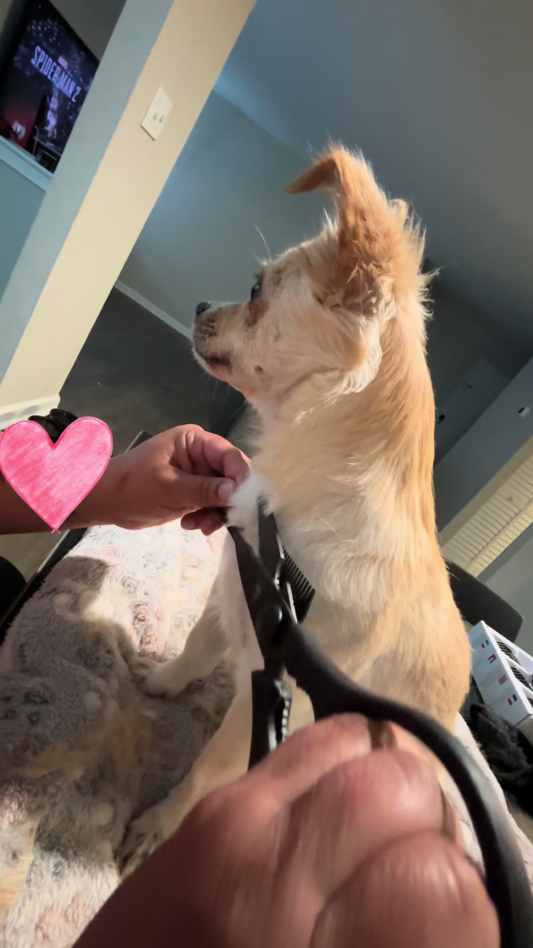 @🐕🐾MayaTheChihuahua🐾🐕