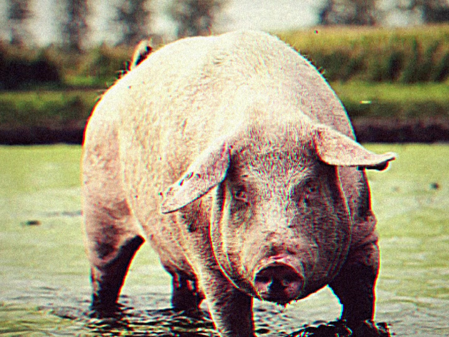 @биг свин🐖