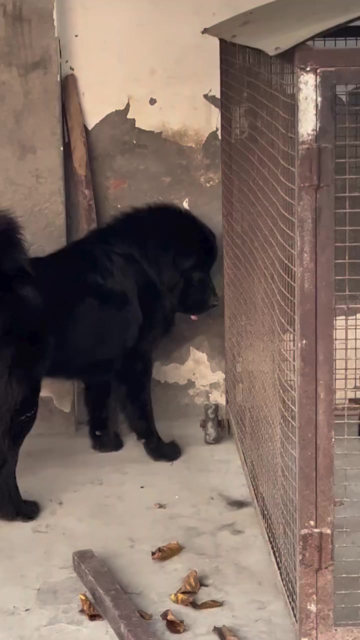 @Kashmiri_Bakrwal_Dog