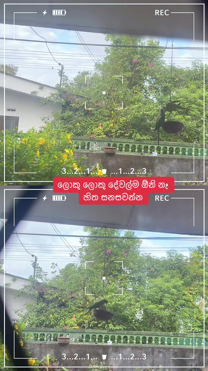 @devmi vihansa
