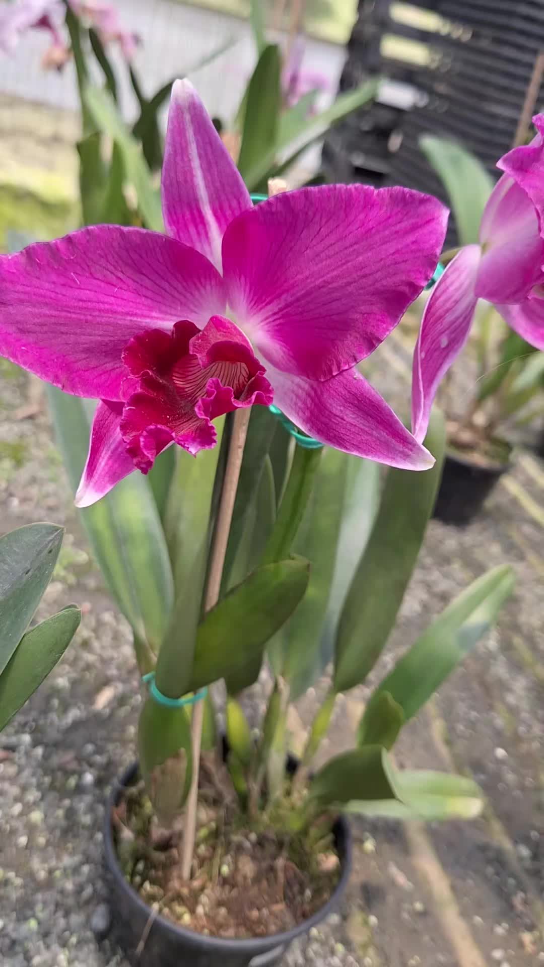 @Orquidário Fernando