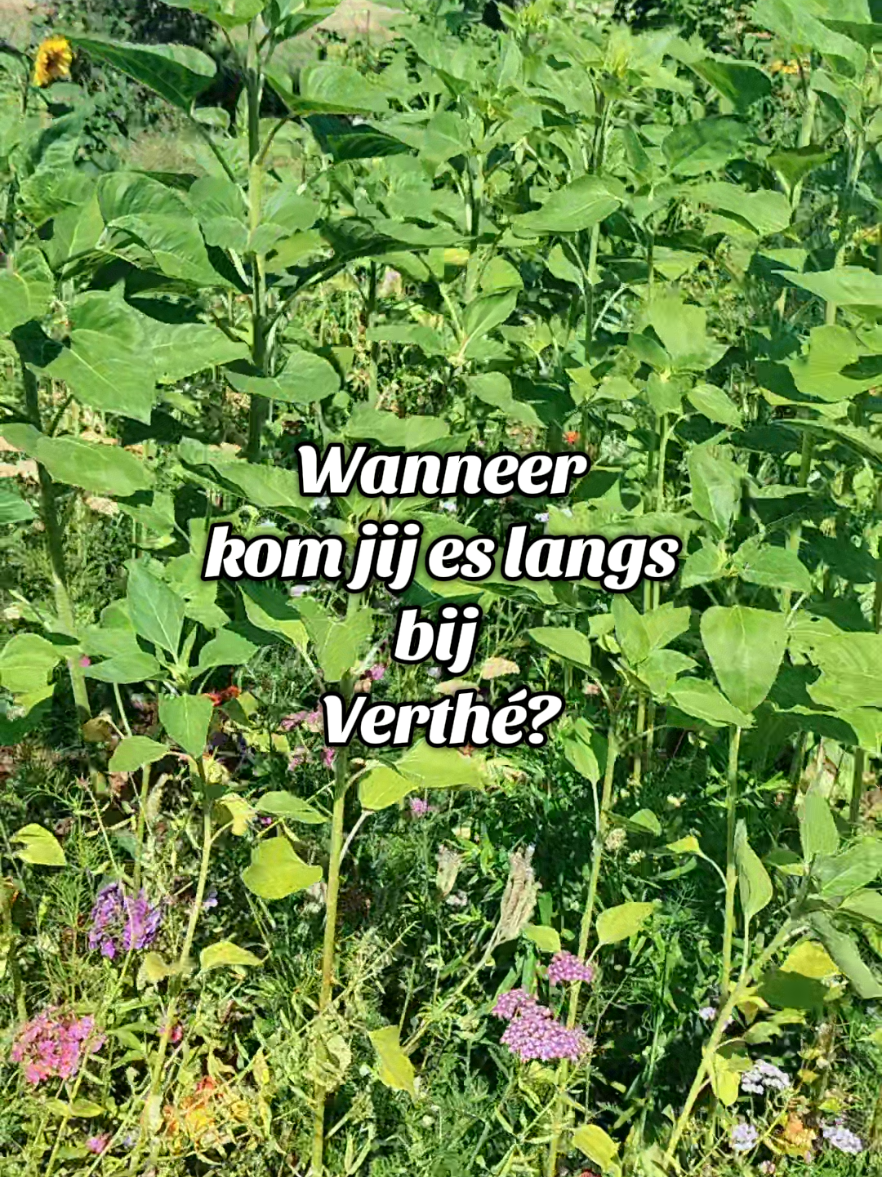 @Restaurant Verthé