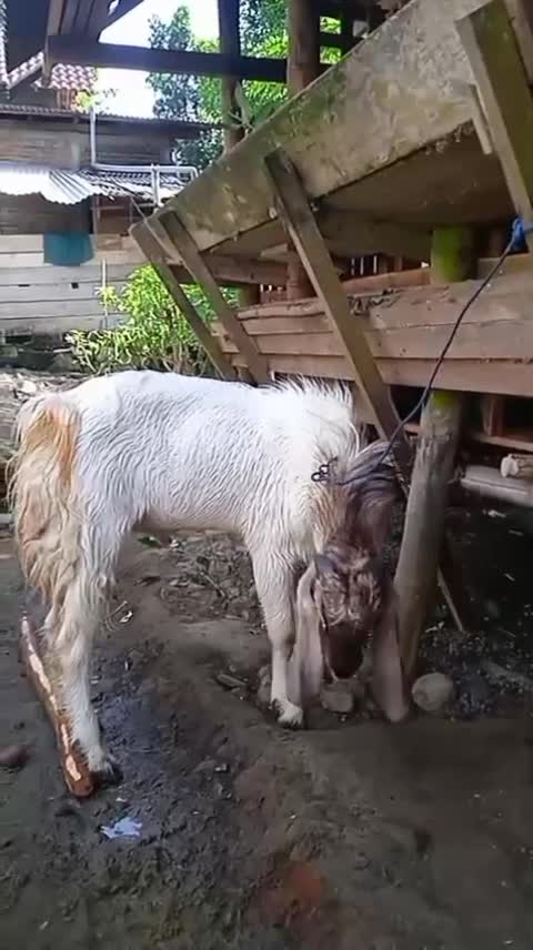 @🥰zahra kustiana🥰