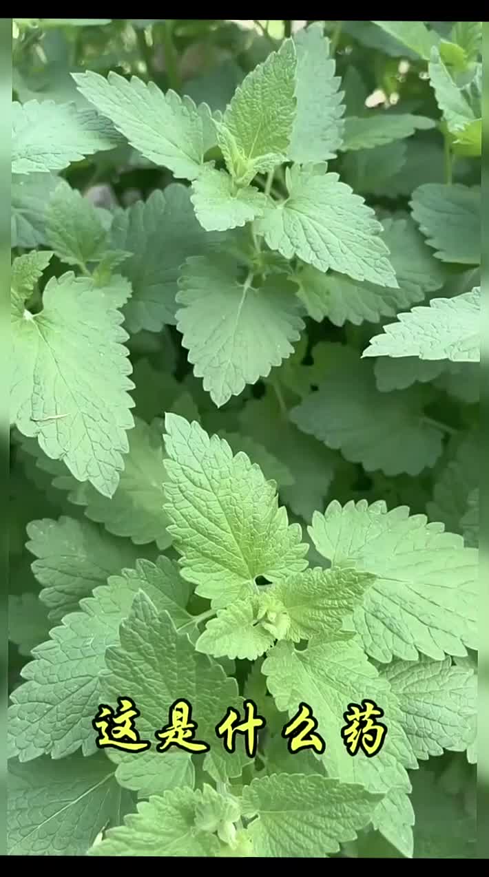 @gaib0009