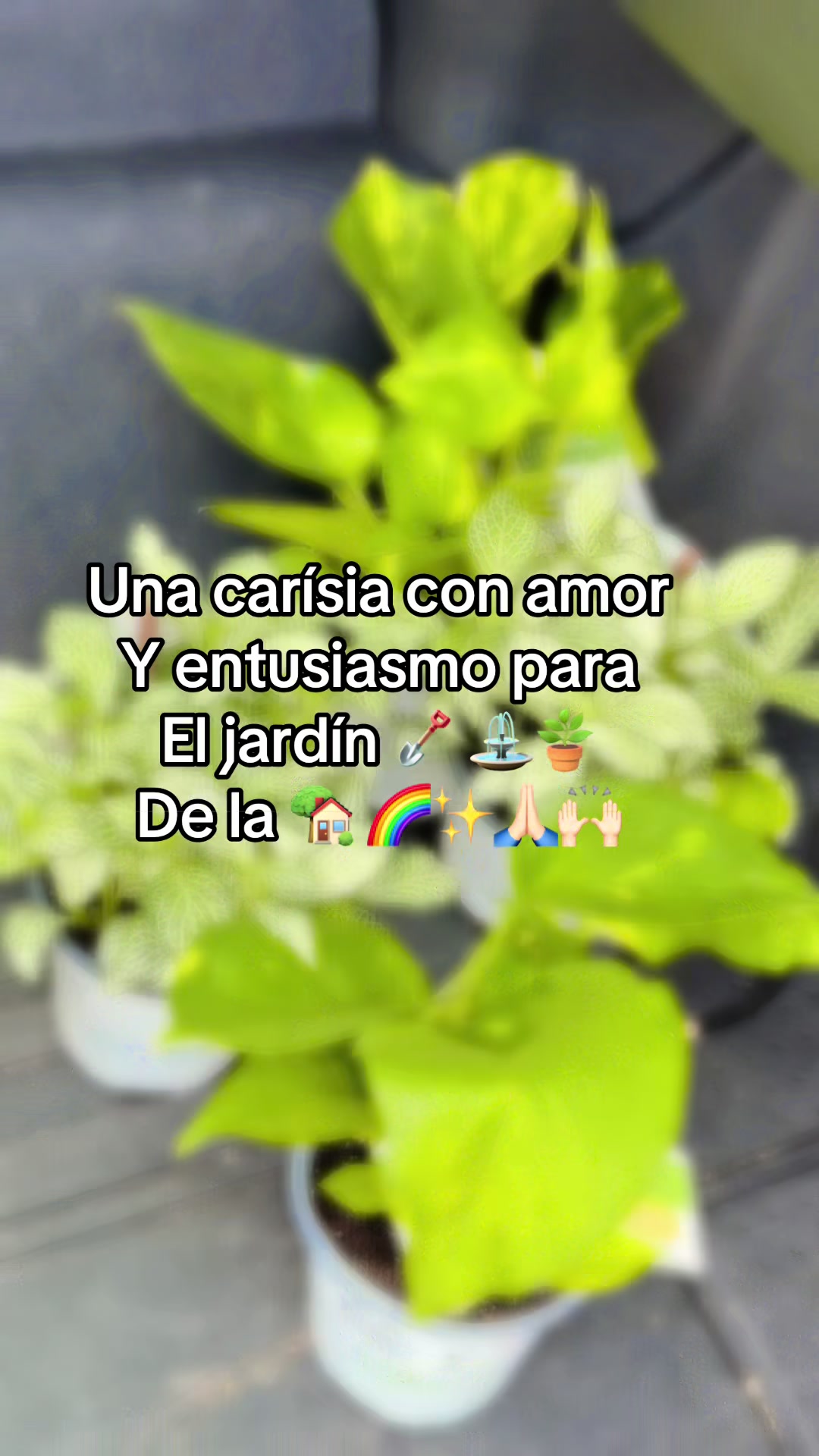 @ANGELICA