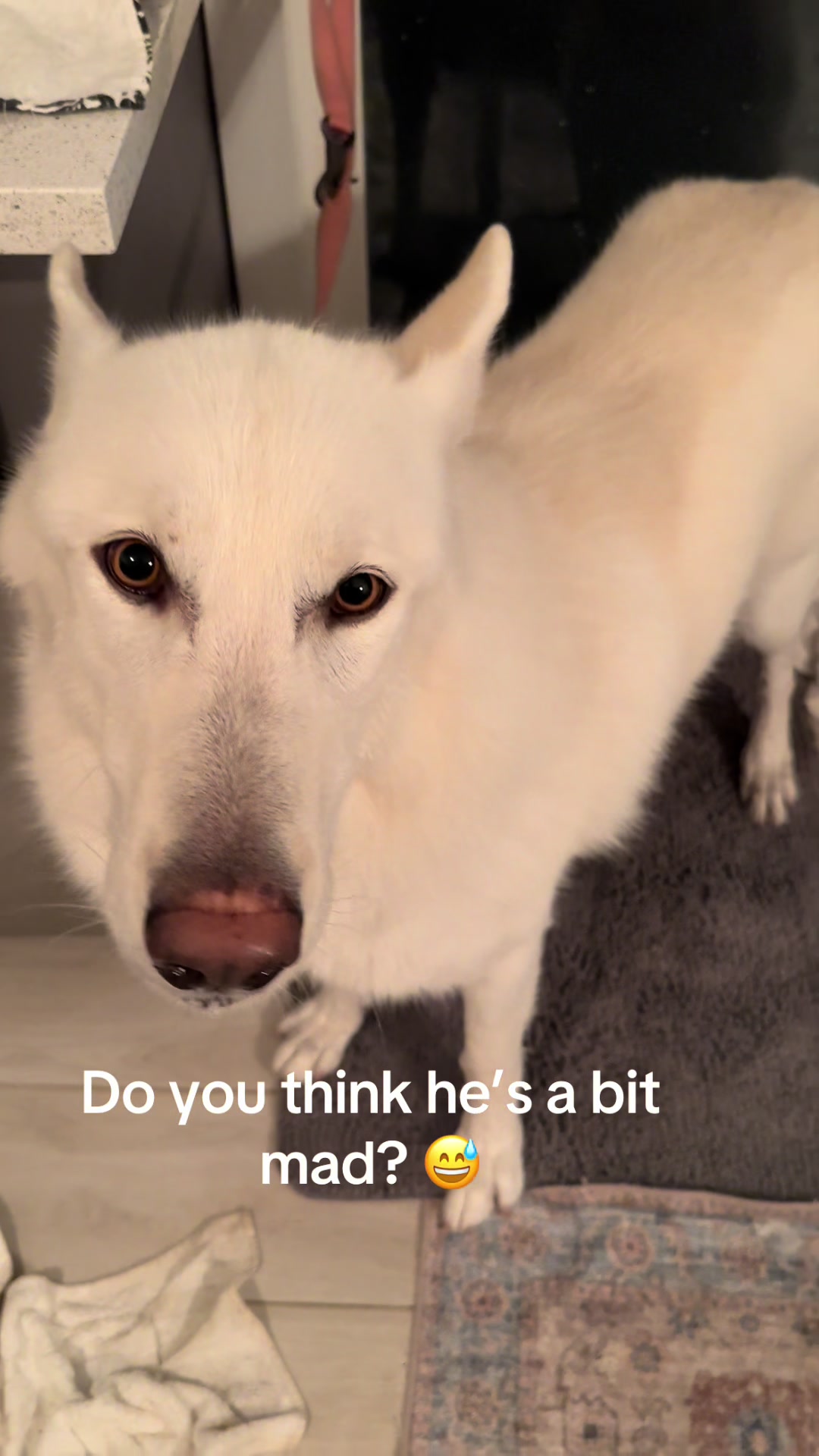 @Loki the Flame Keeper 🐺
