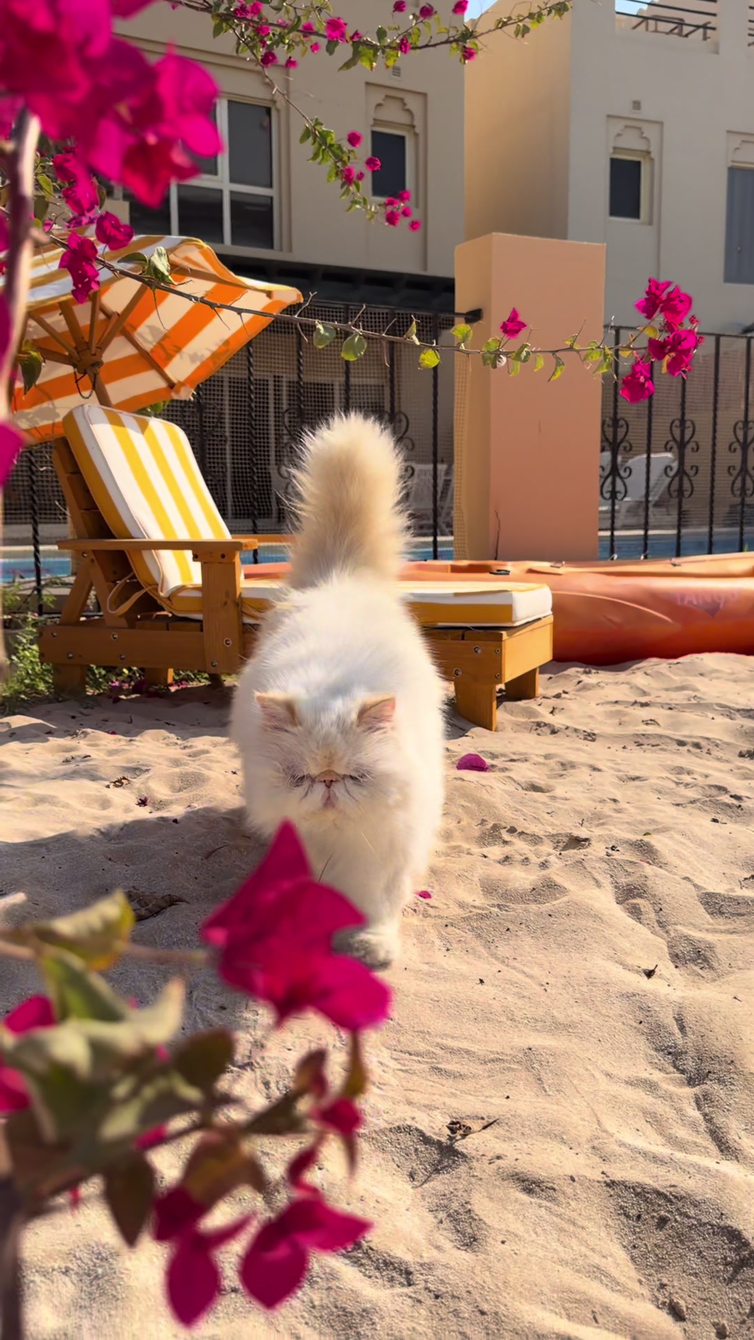 @thezenkitty