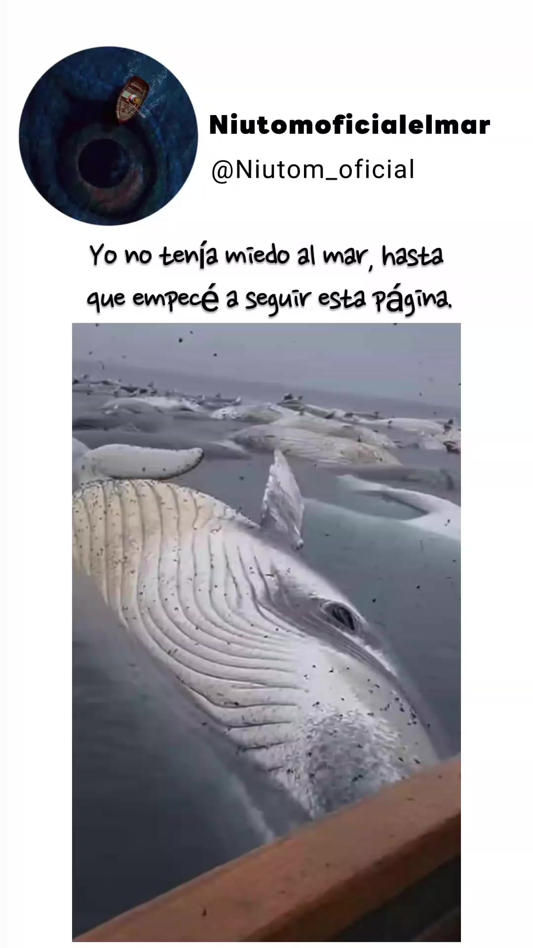@🌊️niutom oficial el mar 🌊