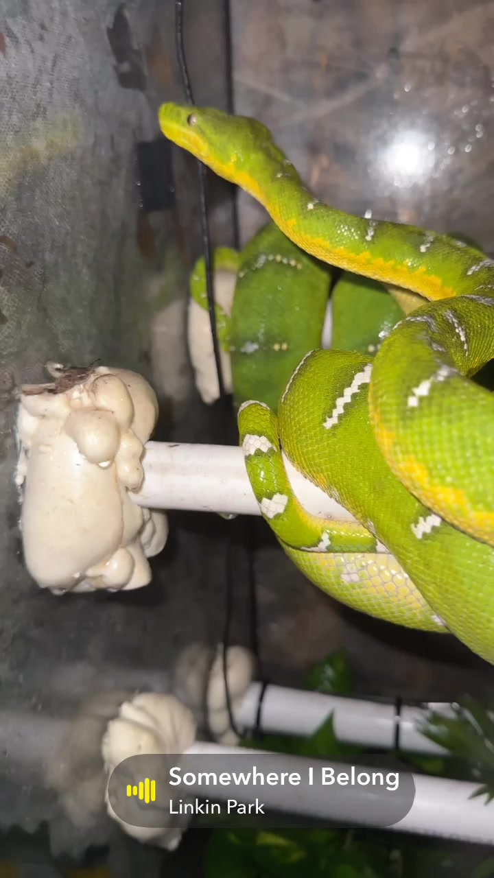 @A&L Reptiles