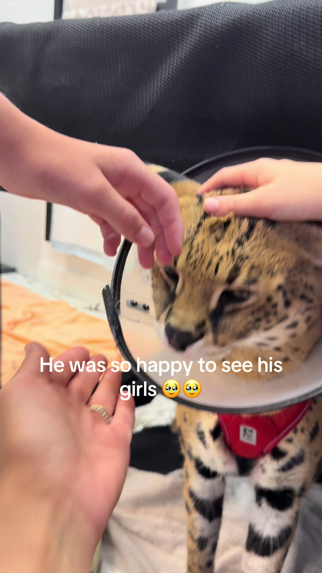 @milo the serval