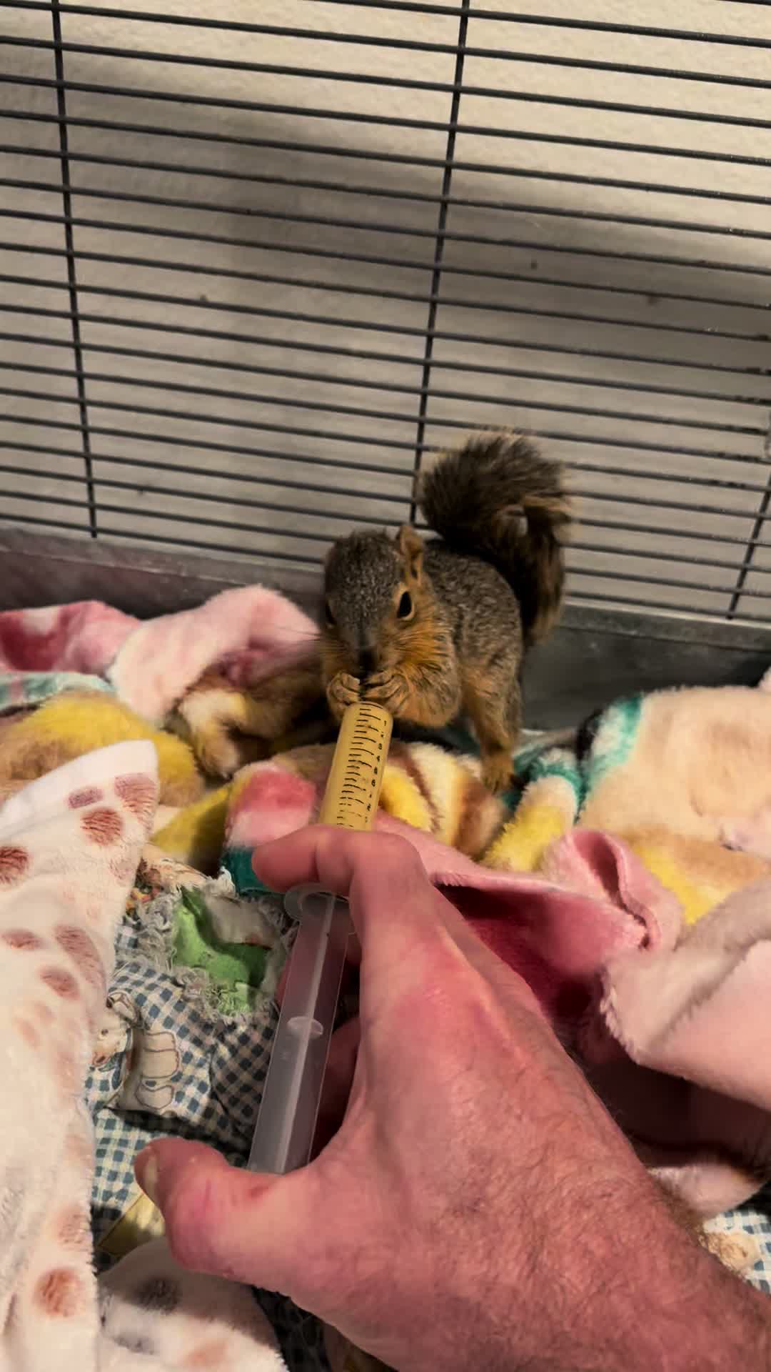 @Squirrel Guy