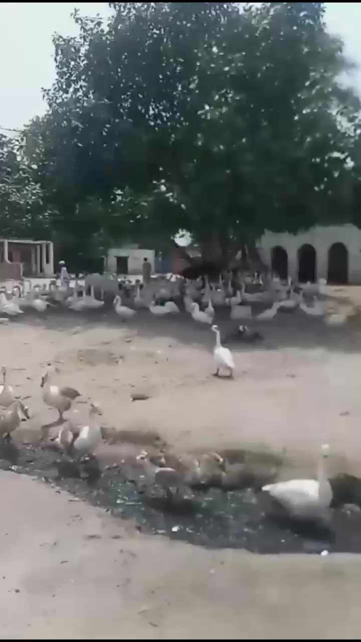 @Mohammad Azan