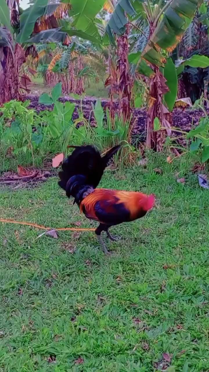@BONALNOKK🐓