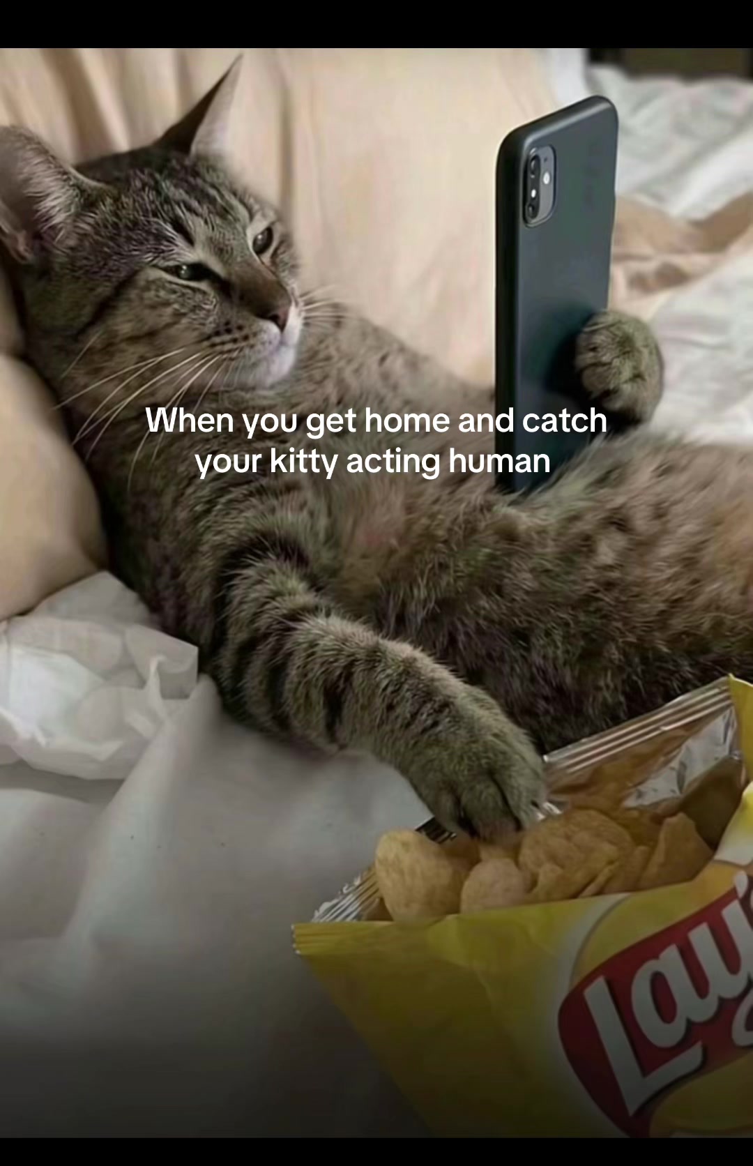 @Purrrrfect Moments