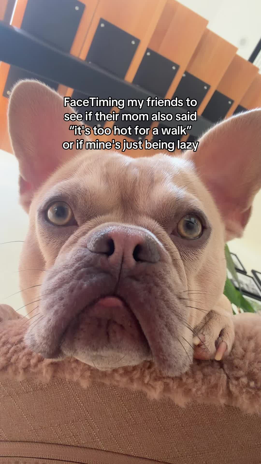 @Winston & Charlie 🐾