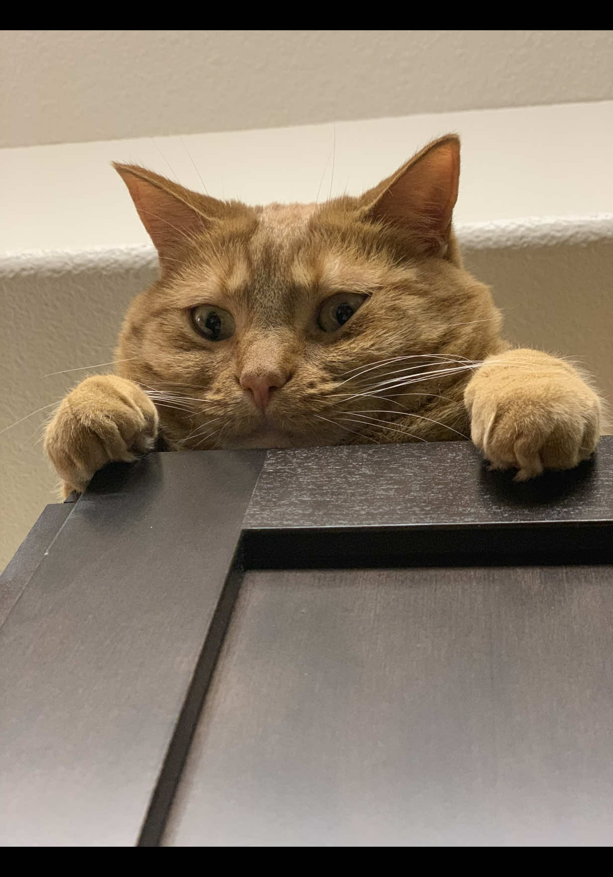 @SinCity_cats