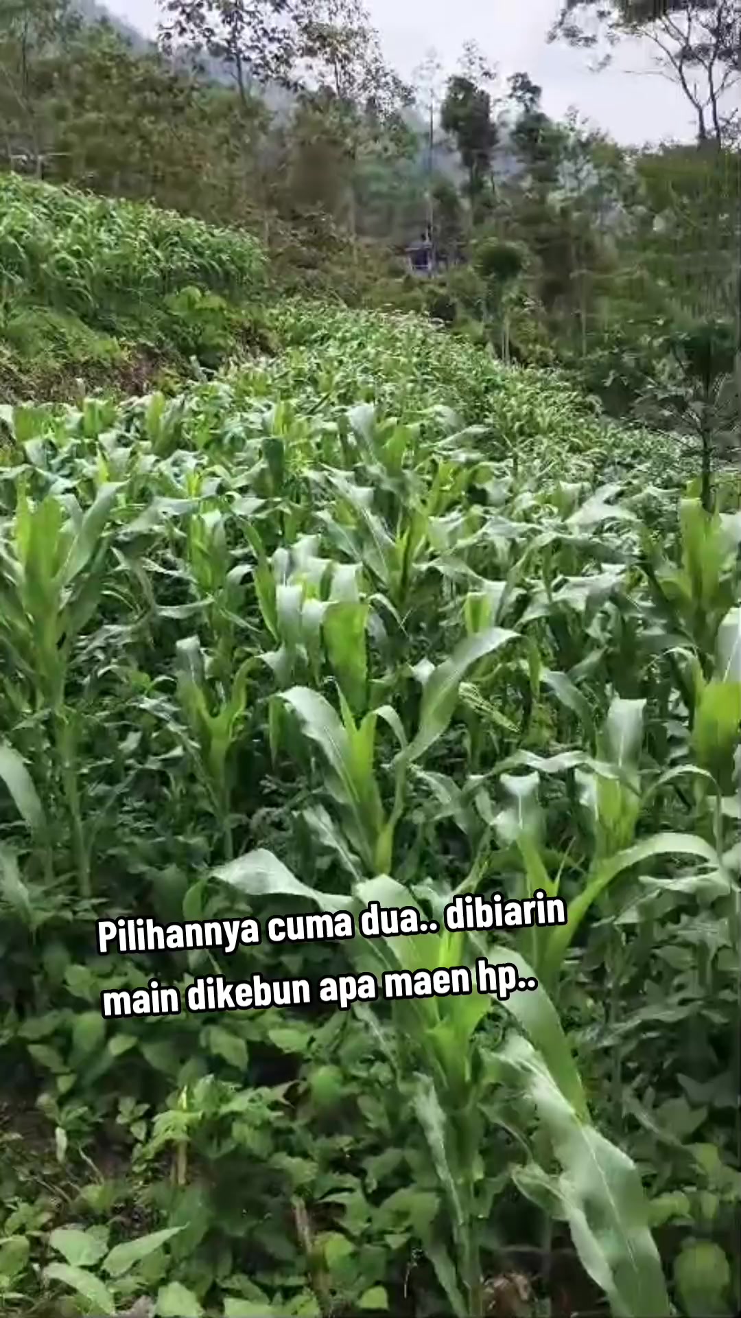 @Herlyna Widya Sari