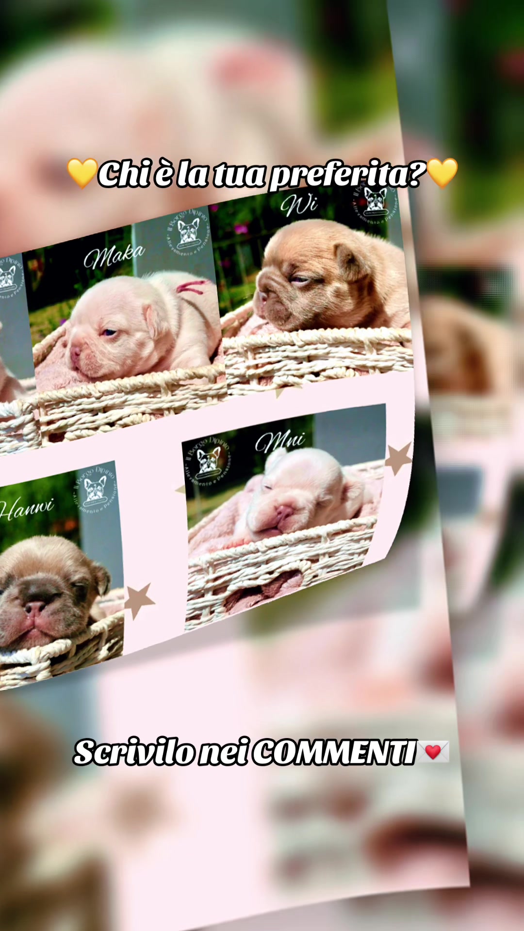 @ilborgodipintobulldog