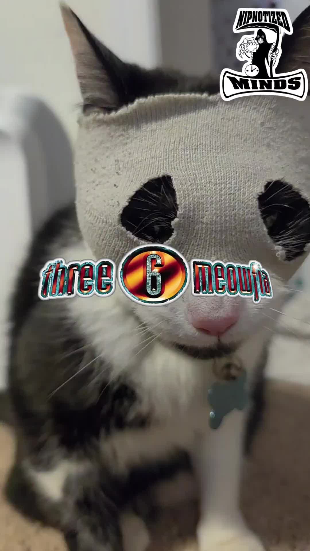 @THUGxedo Cat