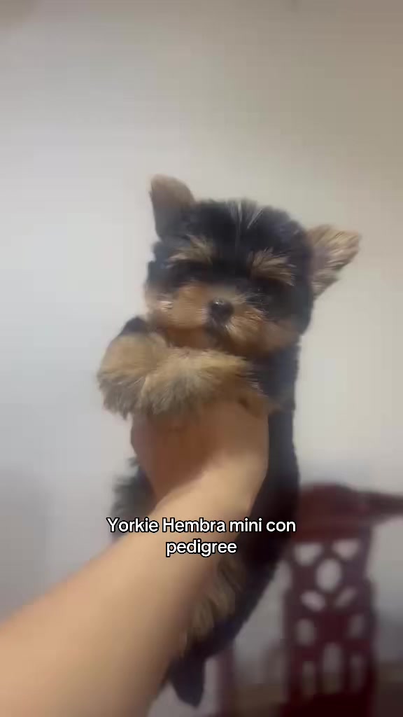 @Dogsr_rd1
