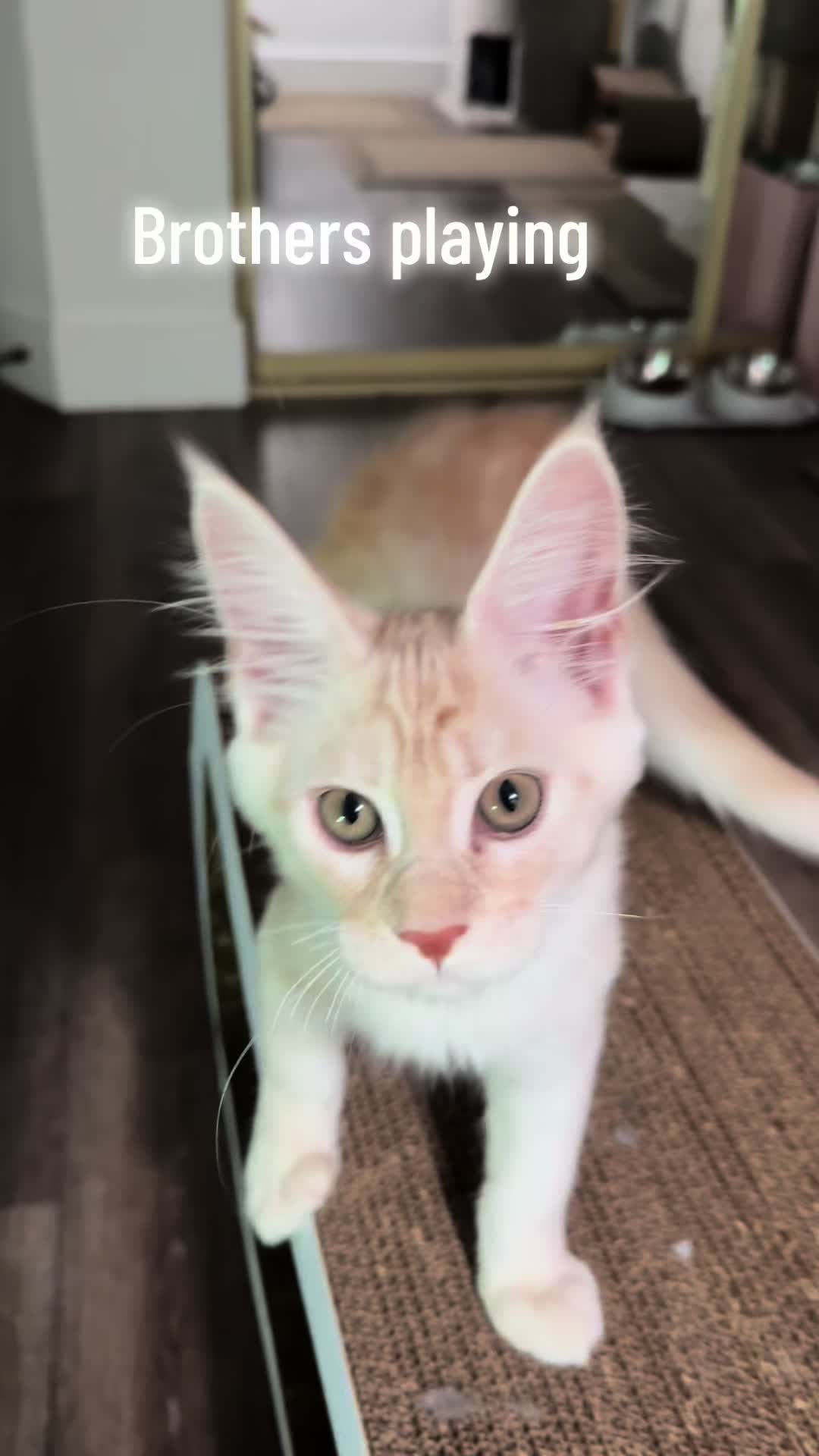@StarKingdomMaineCoons