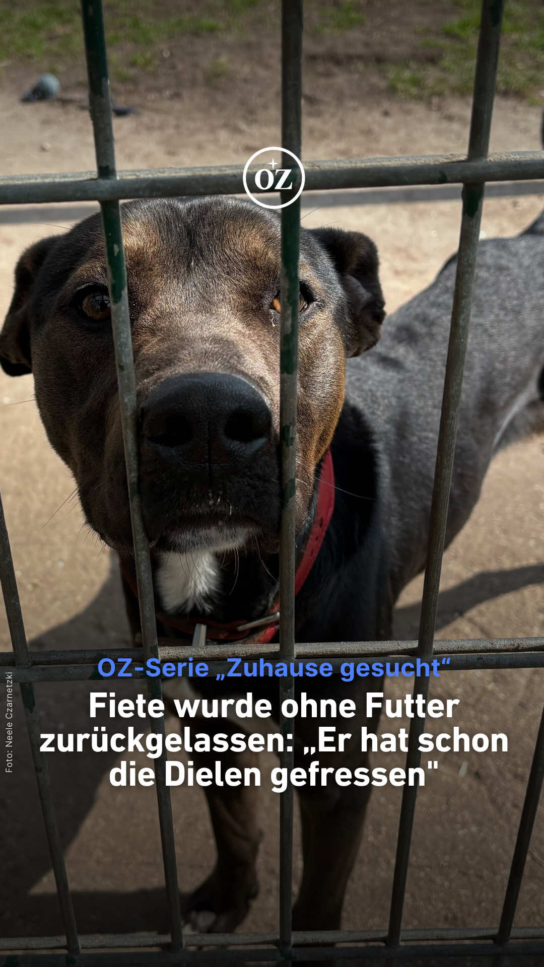 @Deine Ostsee-Zeitung 🌊