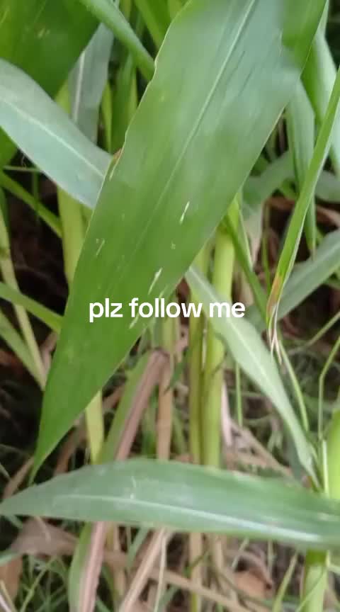 @iqra, Chaudhary