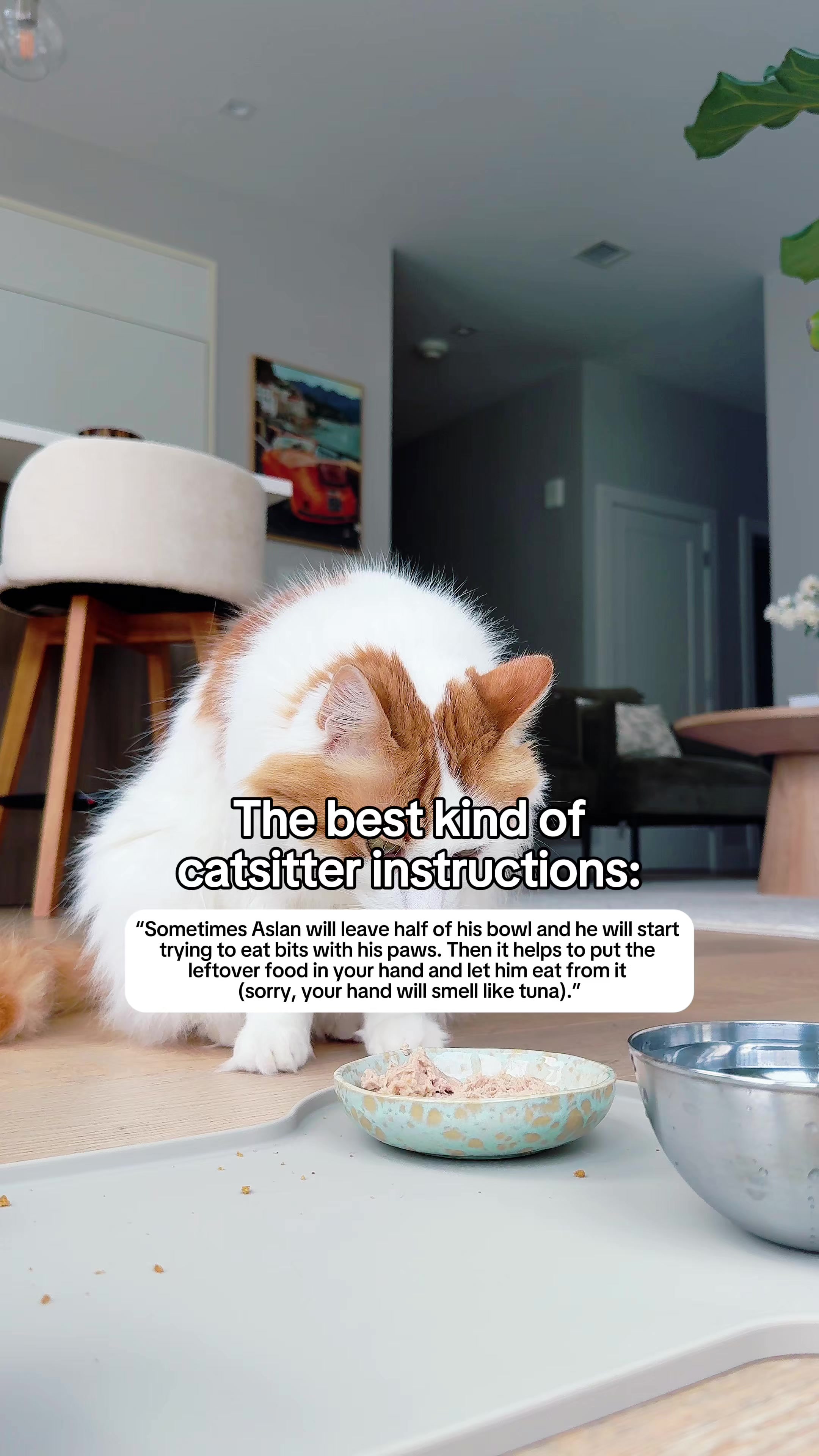 @Auntie Julie - The Cat Sitter