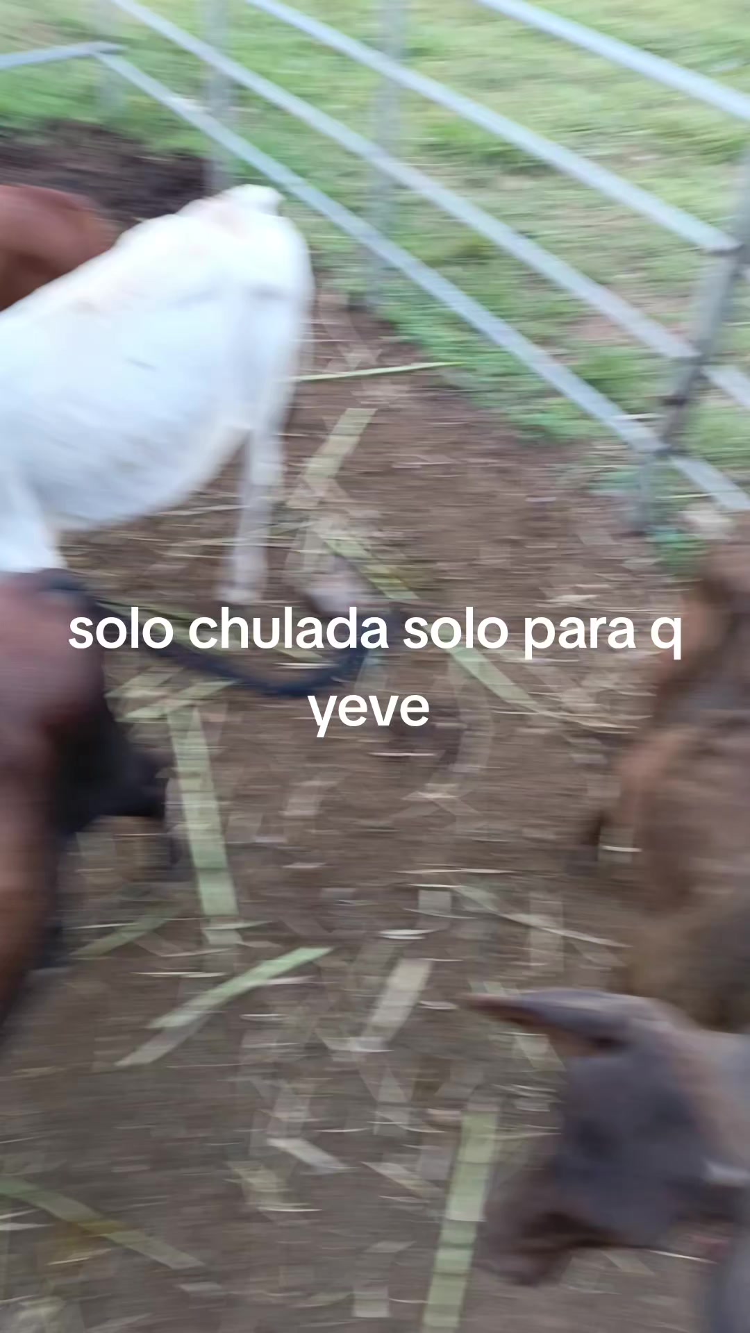 @maykel Mej&iacute;a