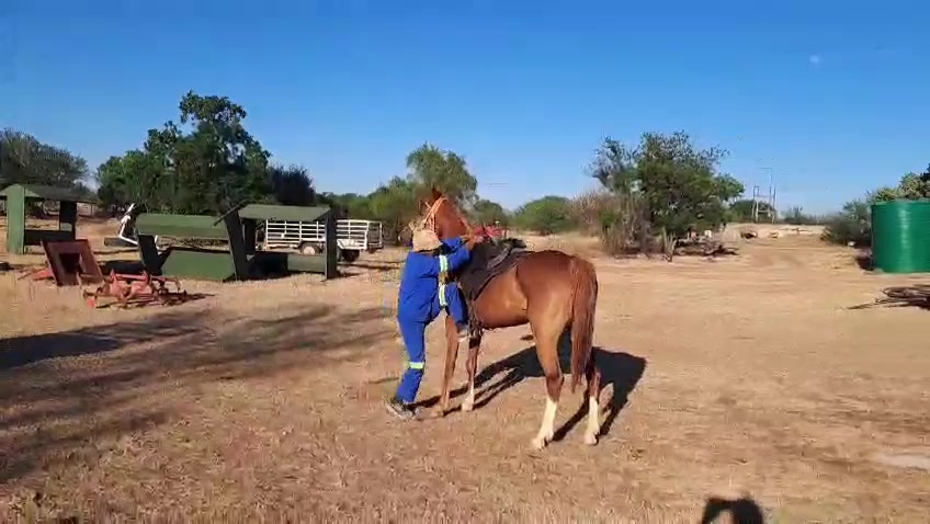 @uitzicht_arabian_stud