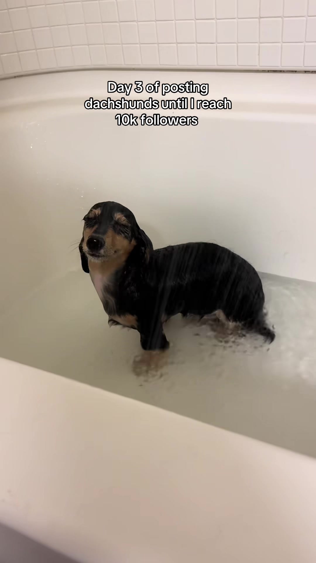 @Cute dachshund core