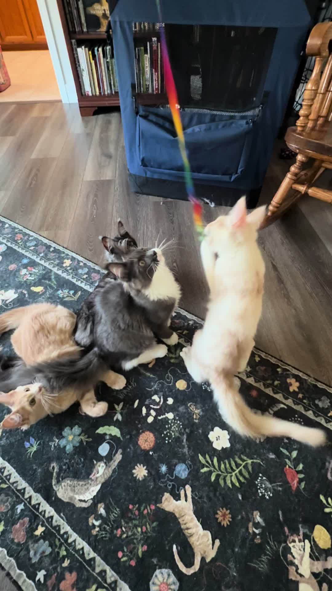 @StarKingdomMaineCoons