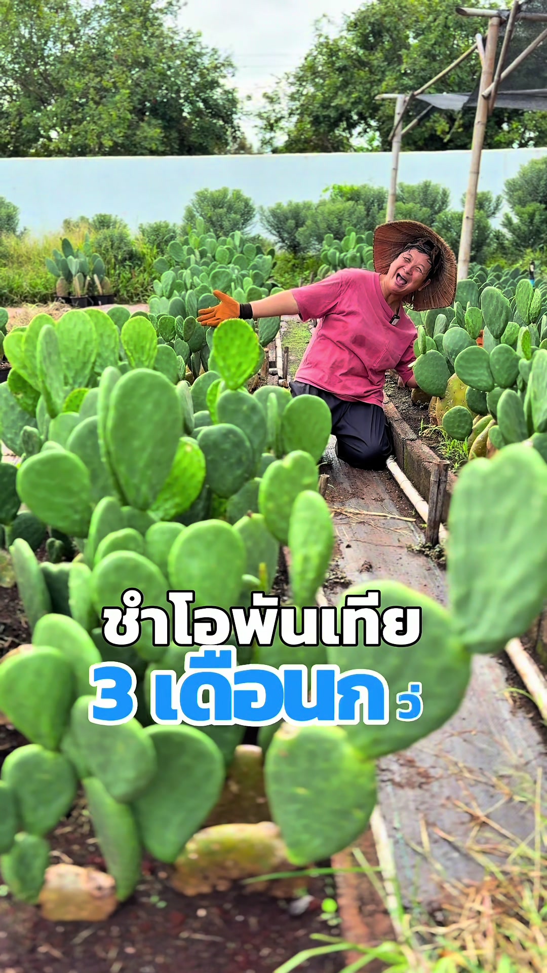 @ไร่วันยังขำ Oneyoungkham farm