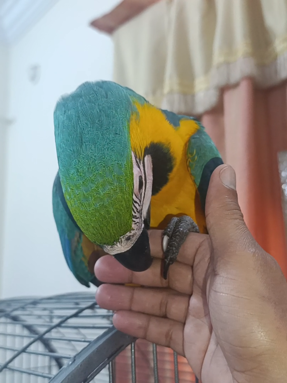 @Mehtab's Pet