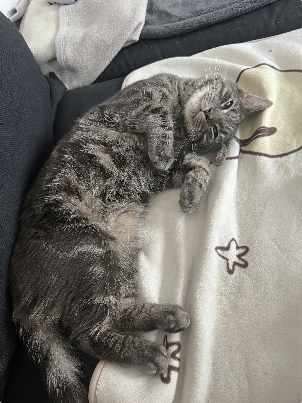 @lilcatloki