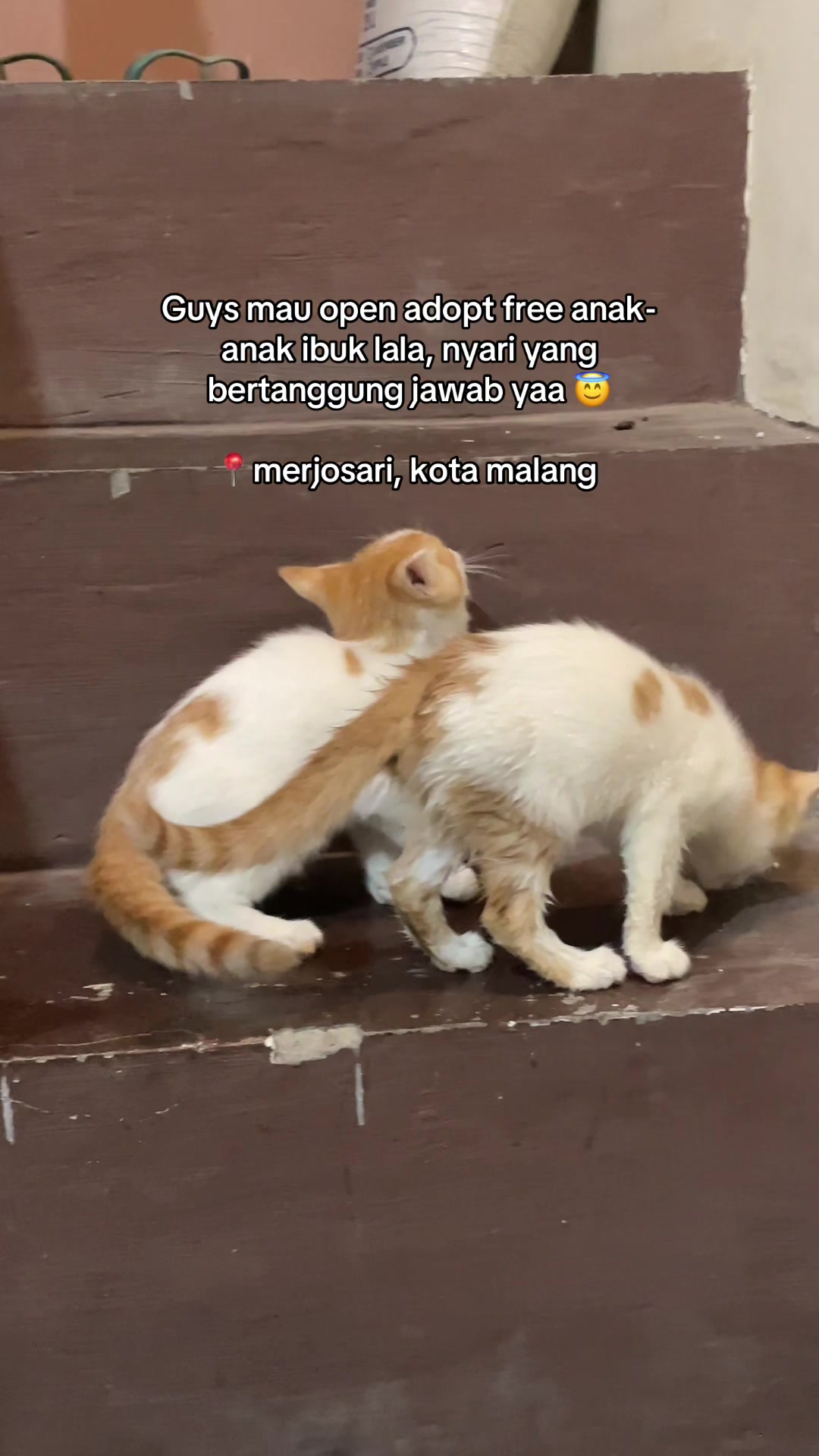 @biskuit&cimul