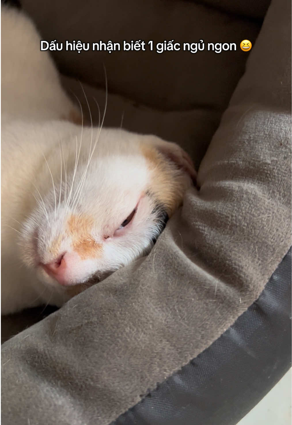 @Ba bé mèo và một bé chó