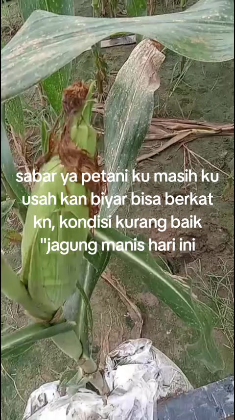 @MUHAMMAD RIZAL