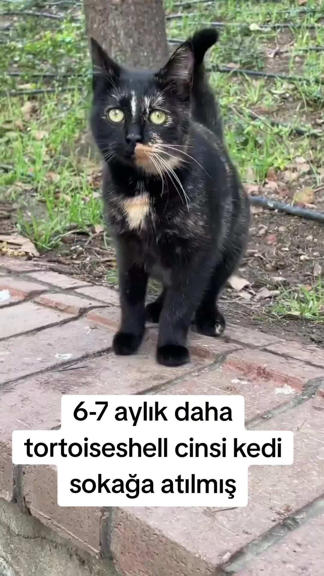 @MUSTAFA38
